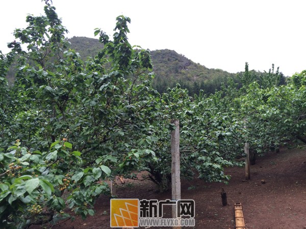 ɽ���Ұӣ��԰